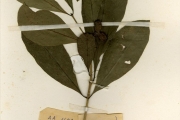 <strong>Apocynaceae - Voacanga - Voacanga bracteata Stapf</strong><br />© hnb