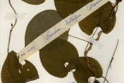 <strong>Dioscoreaceae - Dioscorea - Dioscorea bulbifera L.</strong><br />© hnb