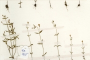 <strong>Gentianaceae - Canscora - Canscora diffusa (Vahl) R.Br. ex Roem. & Schult.</strong><br />© hnb