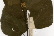 <strong>Tiliaceae - Glyphaea - Glyphaea brevis (Spreng.) Monach.</strong><br />© hnb