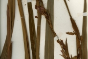 <strong>Iridaceae - Gladiolus - Gladiolus dalenii Van Geel</strong><br />© hnb