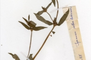 <strong>Rubiaceae - Spermacoce - Spermacoce ruelliae DC.</strong><br />© hnb