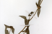 <strong>Rubiaceae - Spermacoce - Spermacoce ruelliae DC.</strong><br />© hnb