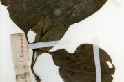 <strong>Rubiaceae - Psychotria - Psychotria psychotrioides (DC.) Roberty</strong><br />© hnb
