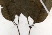 <strong>Rubiaceae - Psychotria - Psychotria psychotrioides (DC.) Roberty</strong><br />© hnb