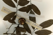<strong>Annonaceae - Monodora - Monodora tenuifolia Benth.</strong><br />© hnb