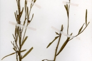 <strong>Euphorbiaceae - Sebastiania - Sebastiania chamaelea (L.) Müll.Arg.</strong><br />© hnb
