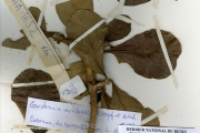 <strong>Rubiaceae - Gardenia - Gardenia ternifolia Schumach. & Thonn.</strong><br />© hnb
