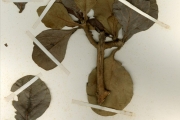 <strong>Rubiaceae - Gardenia - Gardenia ternifolia Schumach. & Thonn.</strong><br />© hnb