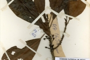 <strong>Euphorbiaceae - Uapaca - Uapaca guineensis Müll.Arg.</strong><br />© hnb