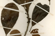 <strong>Euphorbiaceae - Uapaca - Uapaca guineensis Müll.Arg.</strong><br />© hnb