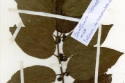 <strong>Rubiaceae - Keetia - Keetia venosa (Oliv.) Bridson</strong><br />© hnb