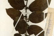 <strong>Rubiaceae - Keetia - Keetia venosa (Oliv.) Bridson</strong><br />© hnb