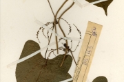 <strong>Dioscoreaceae - Dioscorea - Dioscorea lecardii De Wild.</strong><br />© hnb