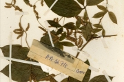 <strong>Dioscoreaceae - Dioscorea - Dioscorea dumetorum (Kunth) Pax</strong><br />© hnb