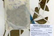 <strong>Rutaceae - Afraegle - Afraegle paniculata (Schumach. & Thonn.) Engl.</strong><br />© hnb
