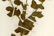 <strong>Leguminosae-Caesalpinioideae - Chamaecrista - Chamaecrista absus (L.) H.S.Irwin & Barneby</strong><br />© hnb