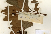 <strong>Clusiaceae - Psorospermum - Psorospermum glaberrimum Hochr.</strong><br />© hnb