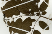 <strong>Rubiaceae - Crossopteryx - Crossopteryx febrifuga (Afzel. ex G.Don) Benth.</strong><br />© hnb