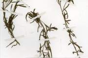 <strong>Onagraceae - Ludwigia - Ludwigia octovalvis (Jacq.) P.H.Raven subsp. brevisepala (Brenan) P.H.Raven</strong><br />© hnb