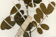 <strong>Rutaceae - Zanthoxylum - Zanthoxylum zanthoxyloides (Lam.) Zepern. & Timler</strong><br />© hnb