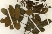 <strong>Rutaceae - Zanthoxylum - Zanthoxylum zanthoxyloides (Lam.) Zepern. & Timler</strong><br />© hnb