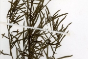 <strong>Onagraceae - Ludwigia - Ludwigia abyssinica A.Rich.</strong><br />© hnb