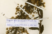 <strong>Asteraceae - Conyza - Conyza sumatrensis (Retz.) E.Walker</strong><br />© hnb