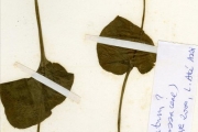 <strong>Ophioglossaceae - Ophioglossum - Ophioglossum reticulatum L.</strong><br />© hnb