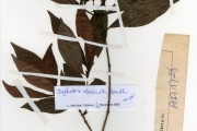 <strong>Rubiaceae - Psychotria - Psychotria schweinfurthii Hiern</strong><br />© hnb
