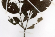 <strong>Rubiaceae - Psychotria - Psychotria schweinfurthii Hiern</strong><br />© hnb