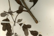 <strong>Leguminosae-Mimosoideae - Tetrapleura - Tetrapleura tetraptera (Schumach. & Thonn.) Taub.</strong><br />© hnb
