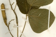 <strong>Leguminosae-Papilionoideae - Neorautanenia - Neorautanenia mitis (A.Rich.) Verdc.</strong><br />© hnb