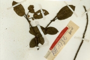 <strong>Moraceae - Ficus - Ficus glumosa Delile</strong><br />© hnb