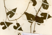 <strong>Convolvulaceae - Ipomoea - Ipomoea obscura (L.) Ker-Gawl.</strong><br />© hnb