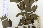 <strong>Rubiaceae - Fadogia - Fadogia erythrophloea (K.Schum. & K.Krause) Hutch. & Dalziel</strong><br />© hnb