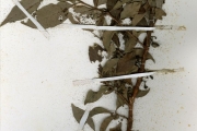 <strong>Rubiaceae - Fadogia - Fadogia erythrophloea (K.Schum. & K.Krause) Hutch. & Dalziel</strong><br />© hnb