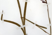<strong>Iridaceae - Gladiolus - Gladiolus dalenii Van Geel subsp. dalenii</strong><br />© hnb