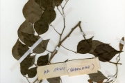 <strong>Leguminosae-Papilionoideae - Dalbergia - Dalbergia sissoo Roxb.</strong><br />© hnb