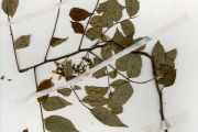 <strong>Oxalidaceae - Averrhoa - Averrhoa carambola L.</strong><br />© hnb