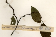 <strong>Apocynaceae - Holarrhena - Holarrhena floribunda (G.Don) T.Durand & Schinz</strong><br />© hnb