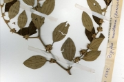 <strong>Rhamnaceae - Ziziphus - Ziziphus abyssinica A.Rich.</strong><br />© hnb