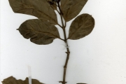 <strong>Rubiaceae - Morelia - Morelia senegalensis A.Rich. ex DC.</strong><br />© hnb