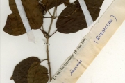 <strong>Rubiaceae - Mitragyna - Mitragyna inermis (Willd.) Kuntze</strong><br />© hnb