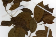 <strong>Rubiaceae - Mitragyna - Mitragyna inermis (Willd.) Kuntze</strong><br />© hnb