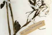 <strong>Orchidaceae - Habenaria - Habenaria cirrhata</strong><br />© hnb