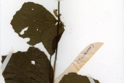 <strong>Tiliaceae - Triumfetta - Triumfetta lepidota K.Schum.</strong><br />© hnb