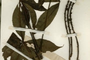 <strong>Araliaceae - Cussonia - Cussonia arborea Hochst. ex A.Rich.</strong><br />© hnb