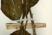 <strong>Orchidaceae - Eulophia - Eulophia guineensis Lindl.</strong><br />© hnb