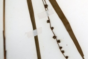 <strong>Iridaceae - Gladiolus - Gladiolus dalenii Van Geel subsp. dalenii</strong><br />© hnb